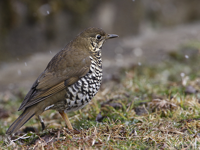 Plain-backed Thrush