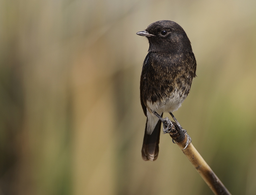 Pied Bushchat