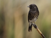 Saxicola caprata