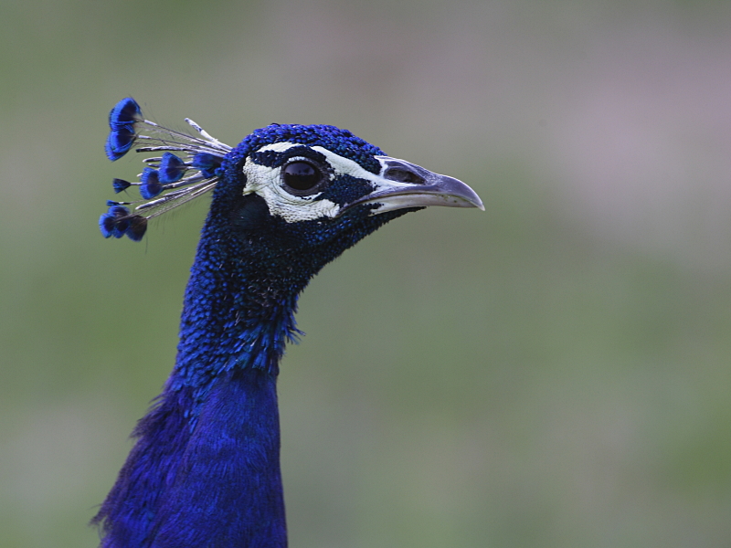 Blue Peafowl