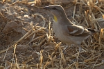 Petronia xanthocollis