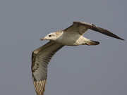 Larus ichthyaetus