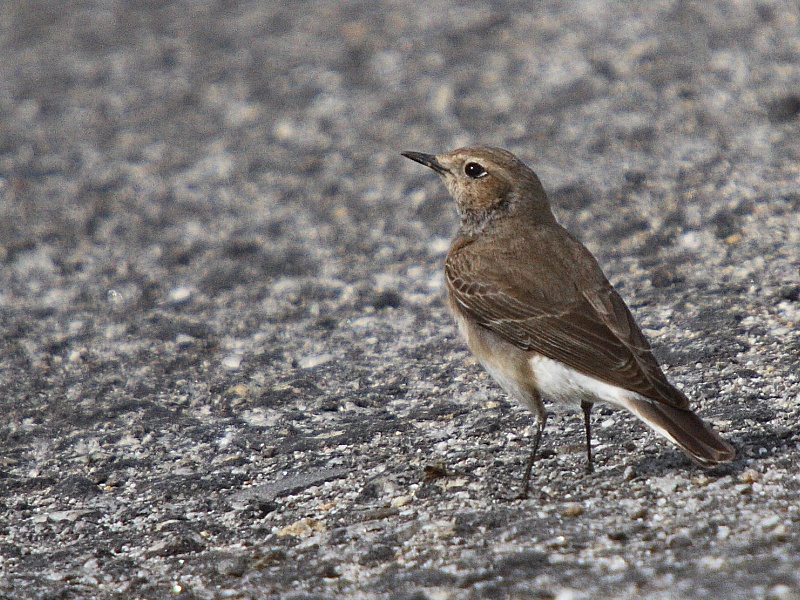 Pied Wheatear