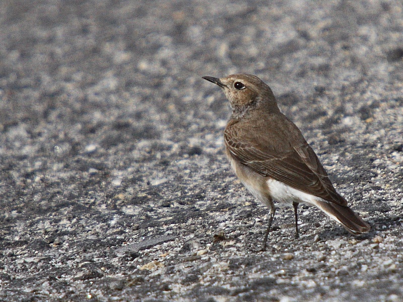 Pied Wheatear