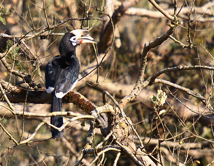 Oriental Pied Hornbill