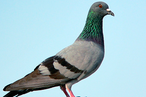 Columba livia