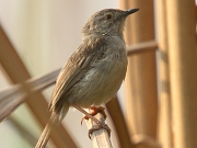 Prinia inornata