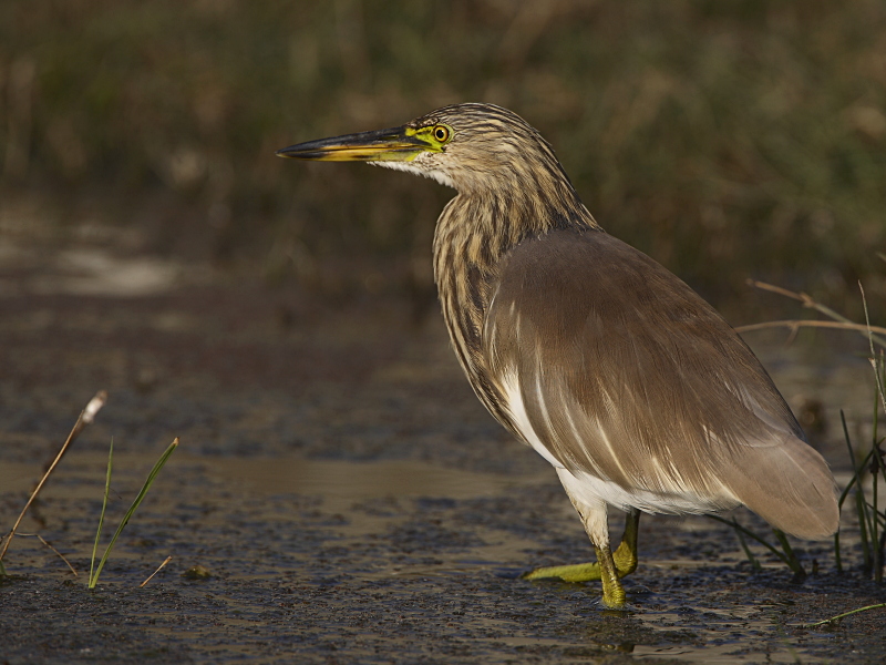 Indian Pond Heron