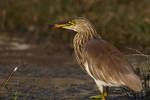 Ardeola grayii