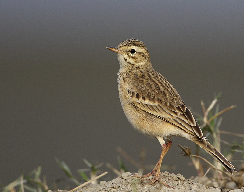 Paddyfield Pipit