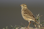 Anthus rufulus