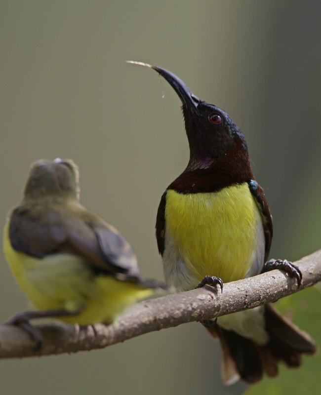 Purple-rumped Sunbird