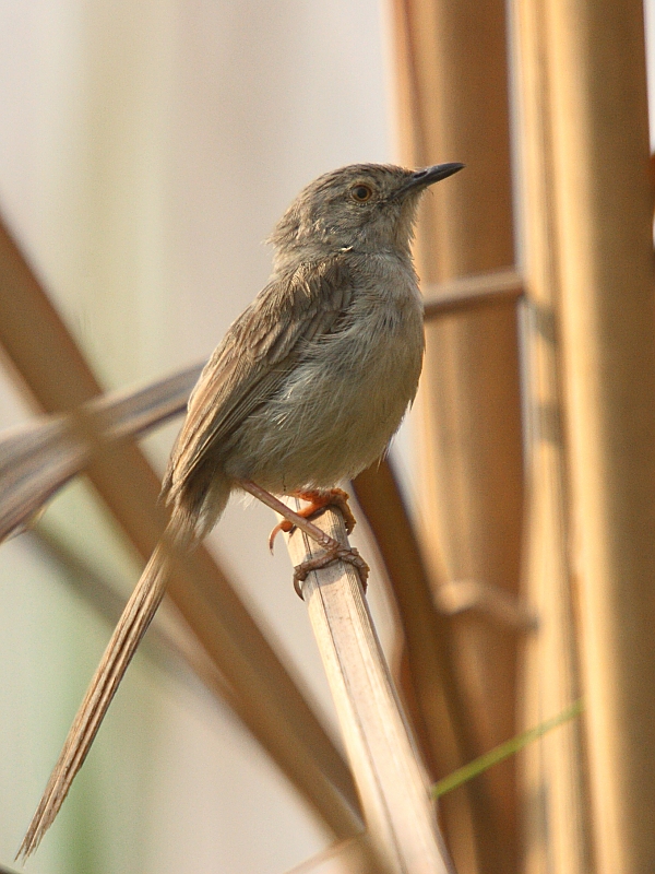 Plain Prinia