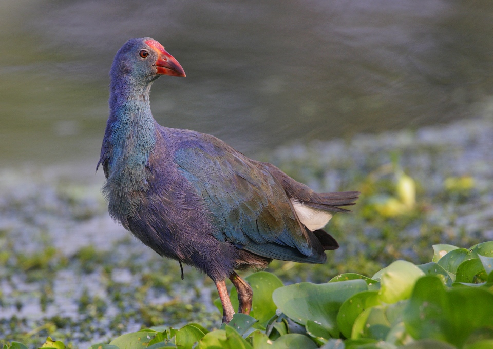 Purple Swamphen