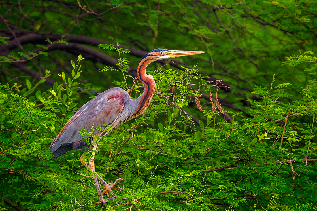 Ardea purpurea