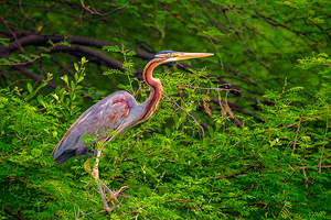 Ardea purpurea