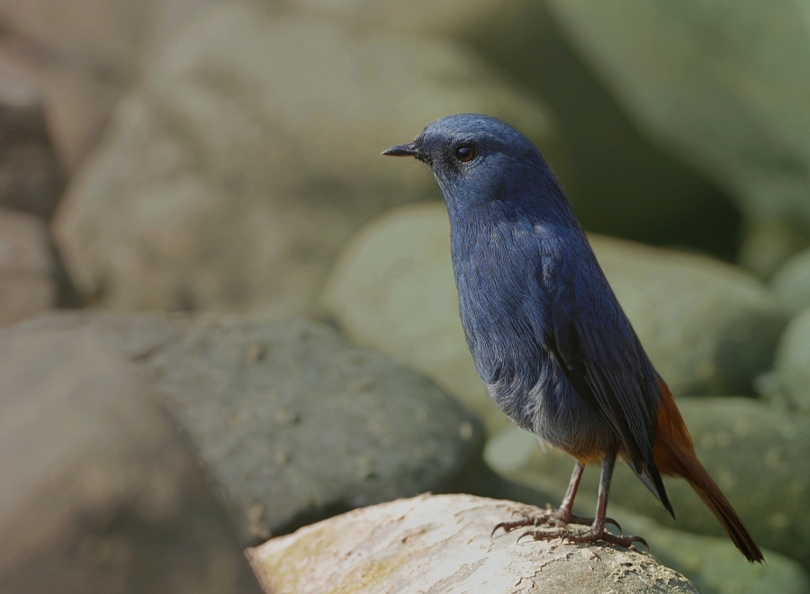 Plumbeous Water-Redstart