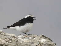 Pied Wheatear