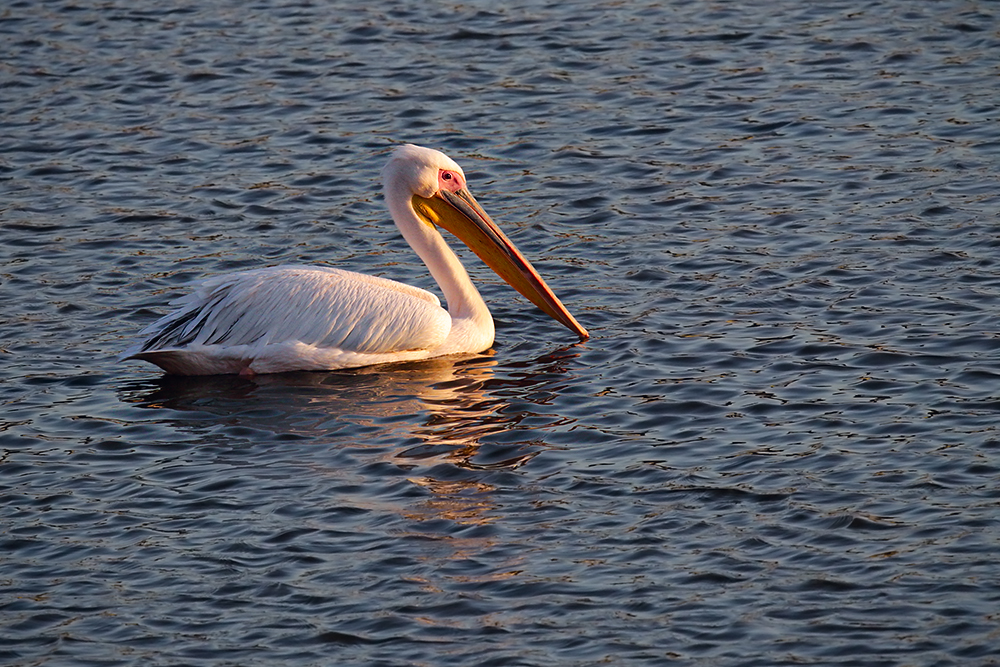 Pelecanus onocrotalus 