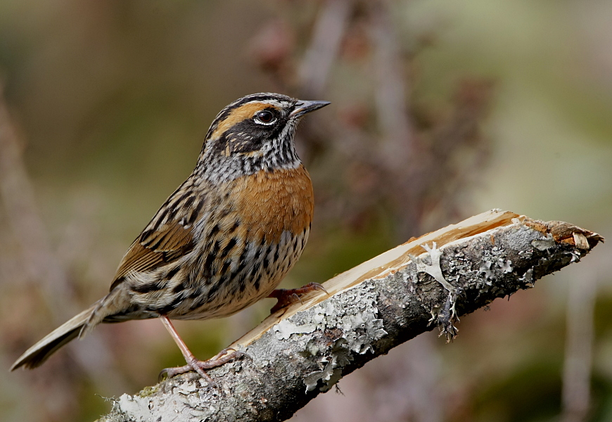 Rufous-breasted Accentor