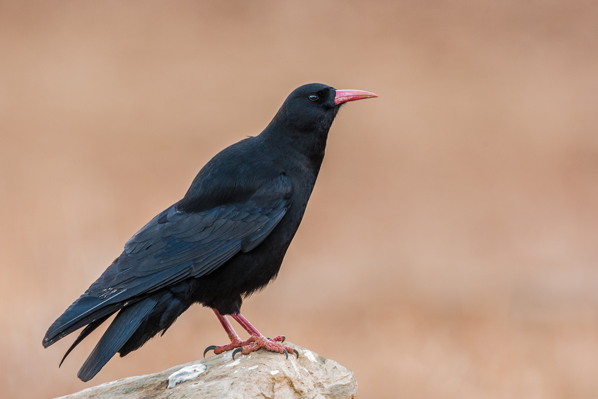 Red-billed Chough