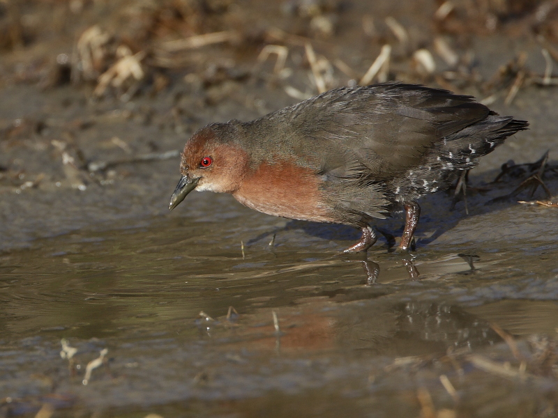 Ruddy-breasted Crake