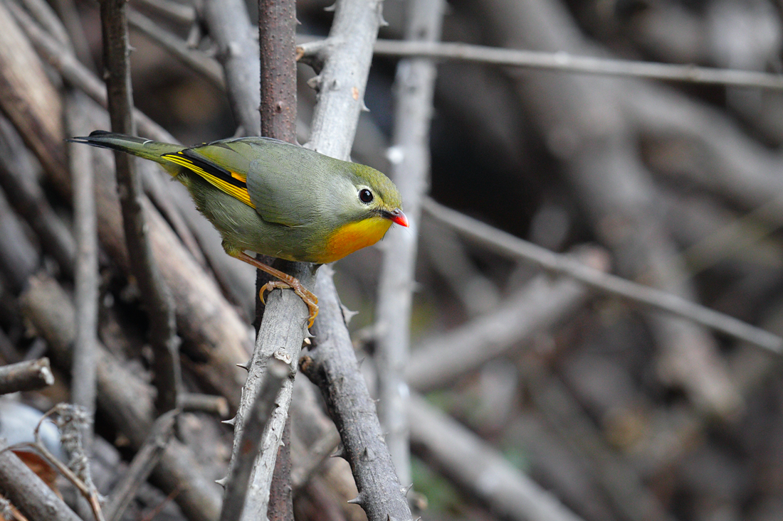 Leiothrix lutea