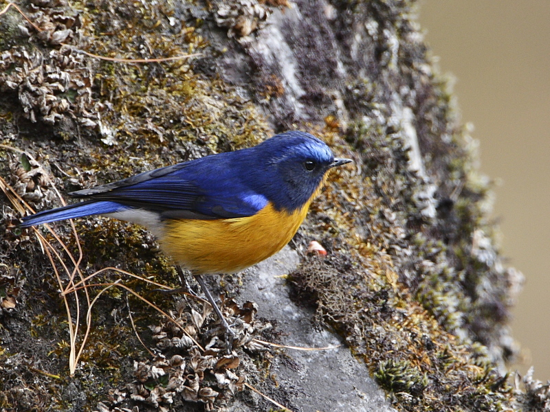 Rufous-breasted Bush-robin