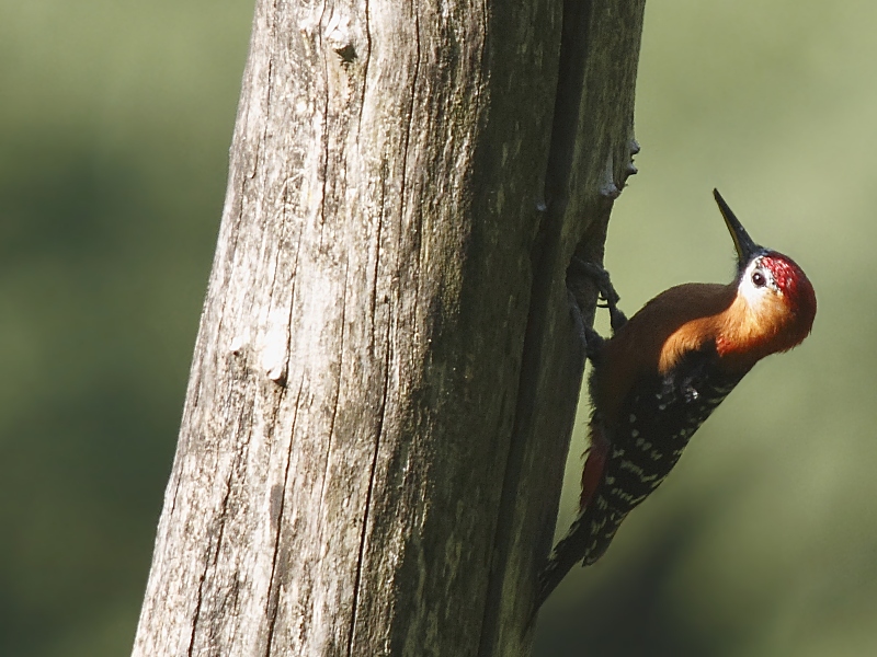 Rufous-bellied Woodpecker