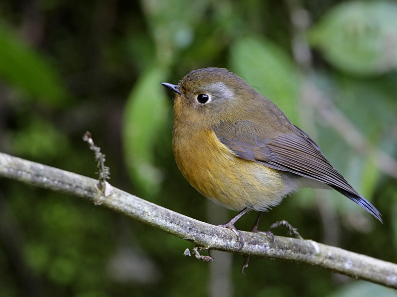 Rufous-breasted Bush-robin