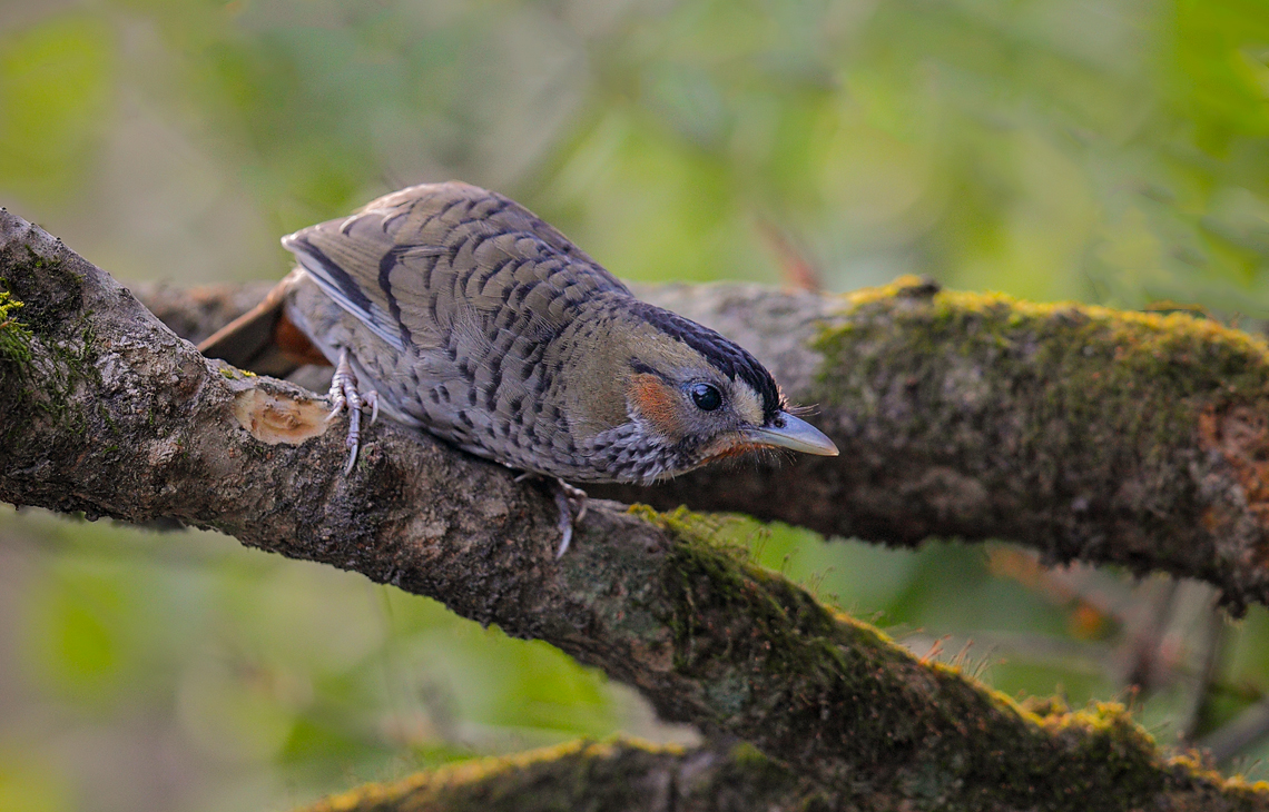 Rufous-chinned Laughingthrush