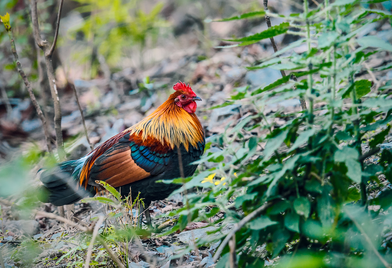 Red Junglefowl