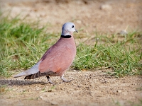 Streptopelia tranquebarica