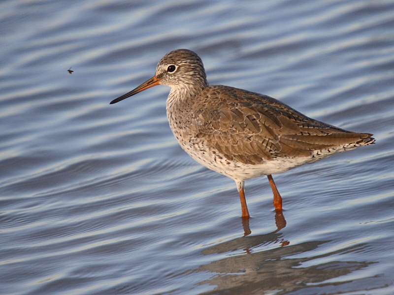 Common Redshank