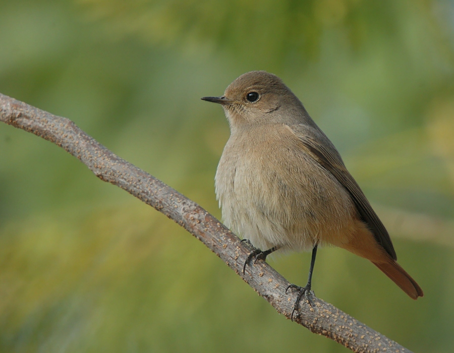 Black Redstart