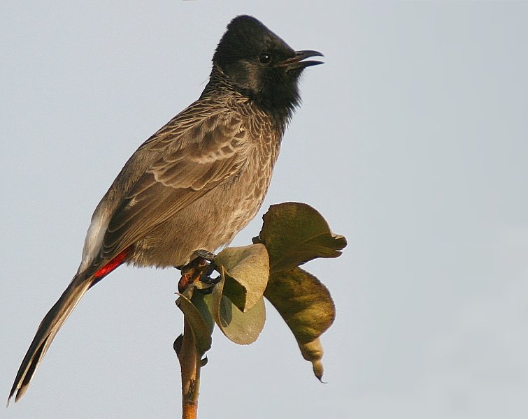 Red-vented Bulbul