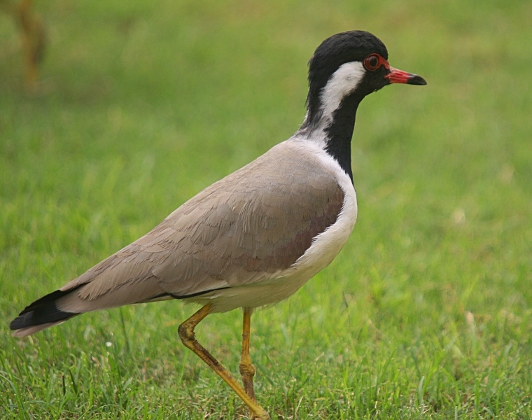 Red-wattled Lapwing