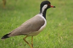 Vanellus indicus