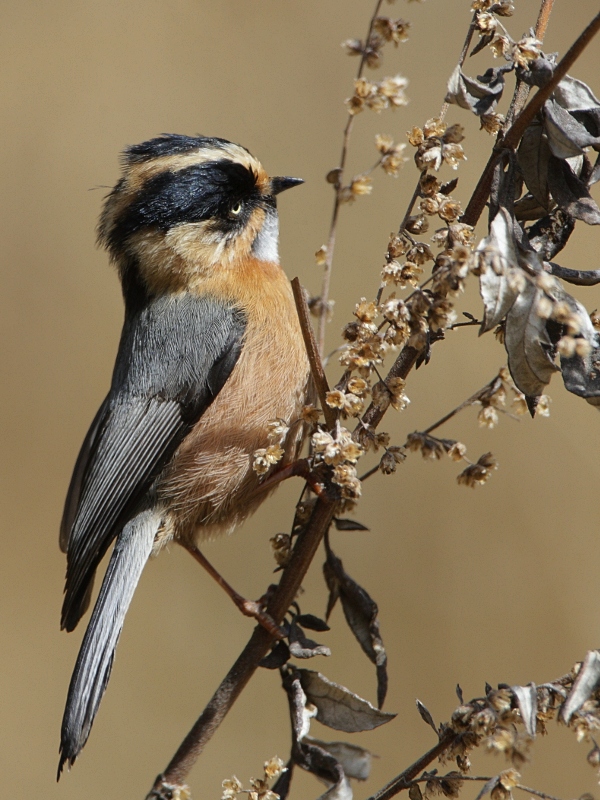 Rufous-fronted Tit