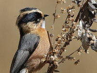 Black-browed Tit