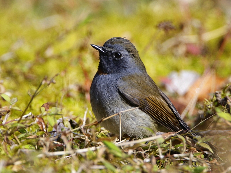 Rufous-gorgeted Flycatcher