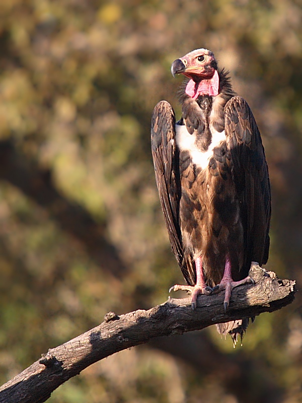 Red-headed Vulture