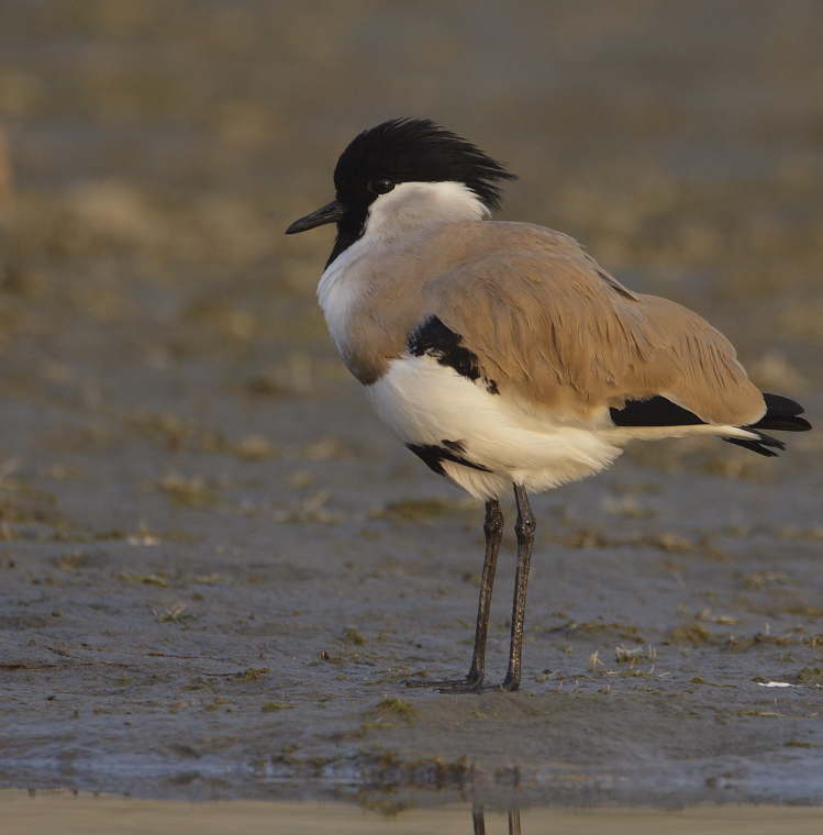 River Lapwing