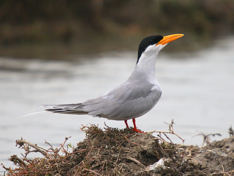 River Tern