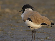 Vanellus duvaucelii