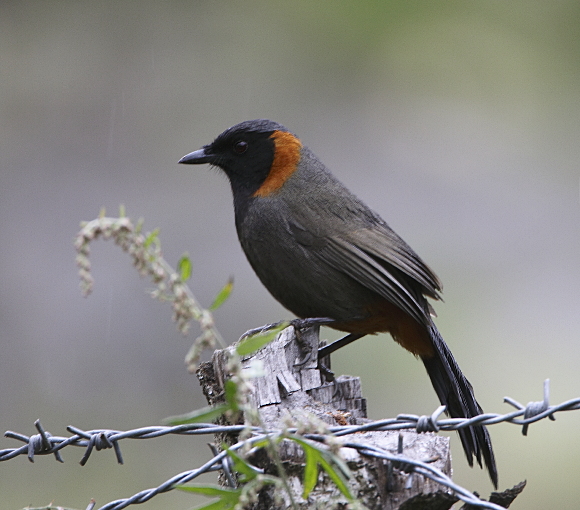 Rufous-necked Laughingthrush