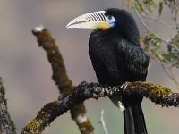 Aceros nipalensis