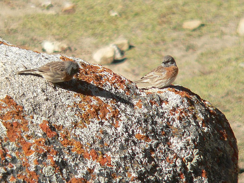 Robin Accentor