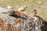 Prunella rubeculoides