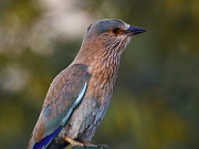 Coracias benghalensis